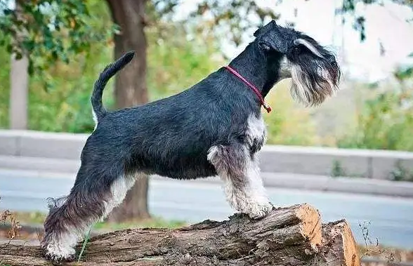 雪纳瑞属于长毛犬还是短毛犬