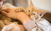 猫需要打狂犬疫苗吗