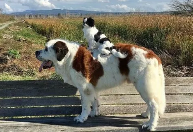 为什么说骑春风像骑狗