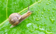 科学防治菜地蜗牛,蔬菜促根,这样的做法很危险!?