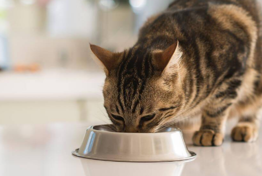 艾什卡普猫粮是国产的吗 艾什卡普猫粮是国产的吗