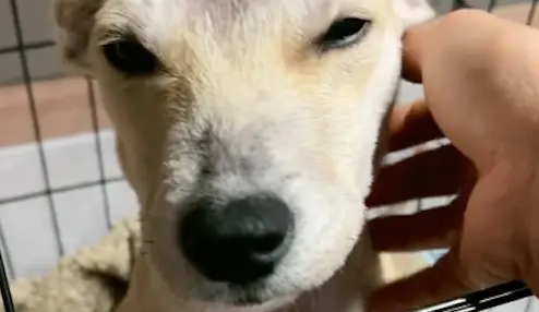 赶集遇到残疾的狗，女生将它从重庆带回浙江，一个月后竟神奇恢复