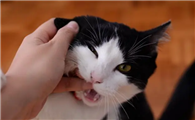 猫咬人打它还越咬越凶