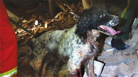 搜救犬叮当还活着吗