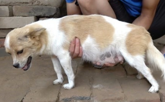 狗怀孕多久能看出来 狗怀孕多久能看出来