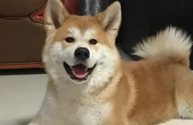 日本国犬叫什么名字 日本国犬叫什么名字