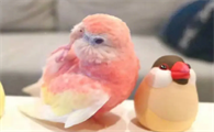 秋草鹦鹉会说话吗