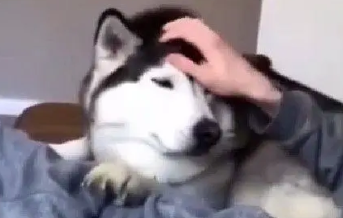 哈士奇被摸上瘾，主人一离开就急，模样可爱坏了