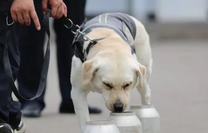 缉毒犬闻毒品不会上瘾吗