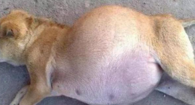 狗怀孕多久 狗怀孕多久