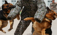 训犬师国家资格证怎么考