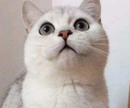 下雨天出门,猫咪望着车窗外陷入沉思:不能和小花约会,不开心 下雨天出门,猫咪望着车窗外陷入沉思:不能和小花约会,不开心