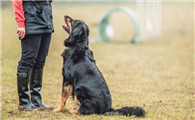 上门训犬服务收费