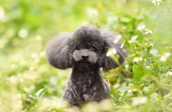 泰迪犬能活几年?12岁的泰迪算高寿吗?你绝对想不到结果竟是这样 泰迪犬能活几年?12岁的泰迪算高寿吗?你绝对想不到结果竟是这样