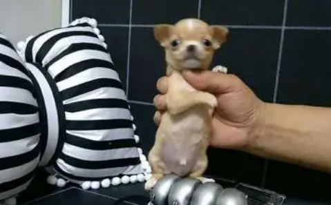 袖珍狗好养吗