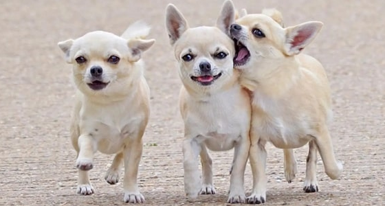 犬类智商排名前100名 犬类智商排名前100名