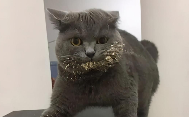 主人把家里猫咪黑照放到网上炫耀，是人性的缺失还是道德的沦丧？
