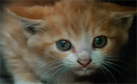 猫一般可以活多久
