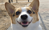 串串柯基犬杂交图片