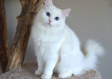 白色的猫起什么名字最好听