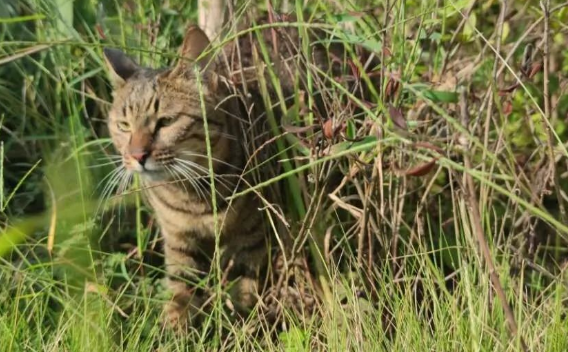 原来老人说的，“养猫不能养十年”不是假的，而是有道理的