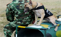 国内训犬师最好在哪学