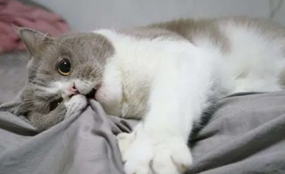 猫摔了一直发抖