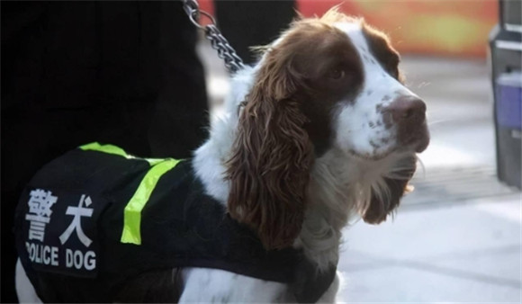 警犬一般什么案子才出警