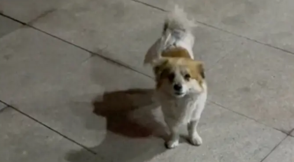 在小区生活的流浪狗,投喂很久仍有戒备心,以前是被伤害怕了吧 在小区生活的流浪狗,投喂很久仍有戒备心,以前是被伤害怕了吧