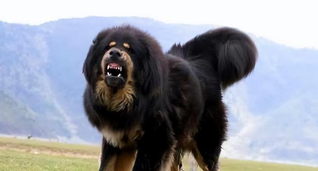 中国十大猛犬藏是疯狗吗