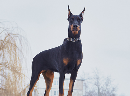 十大警犬排名图片