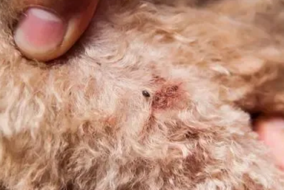 高能预警!!狗狗常见的疾病有哪些 高能预警!!狗狗常见的疾病有哪些