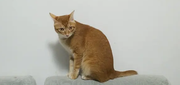 雀猫很少吗-宠物网