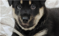 四眼铁包金算小型犬吗