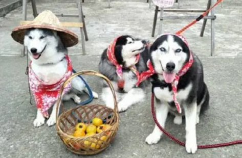 哈士奇在农村的这些装扮,真的毫无违和感,让人眼前一亮 哈士奇在农村的这些装扮,真的毫无违和感,让人眼前一亮