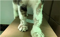 猫手肿了能自愈吗