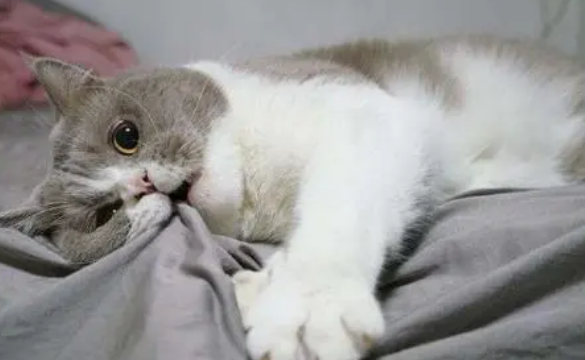 猫心跳很快肚子一直抖动