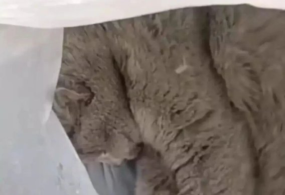 浙江一宠物猫失而复得主人却气炸:小区邻居捡到,猫快饿死又丢掉 浙江一宠物猫失而复得主人却气炸:小区邻居捡到,猫快饿死又丢掉