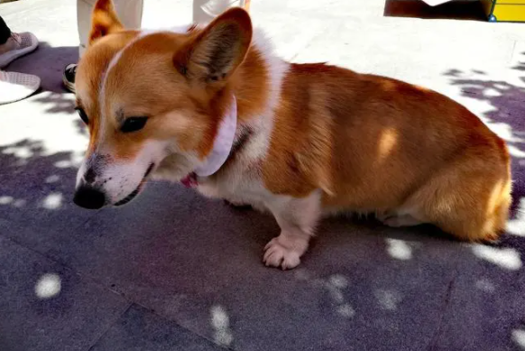 英国的犬种有哪些 英国的犬种有哪些