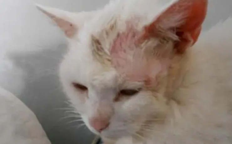 猫藓怎么治愈 猫藓怎么治愈