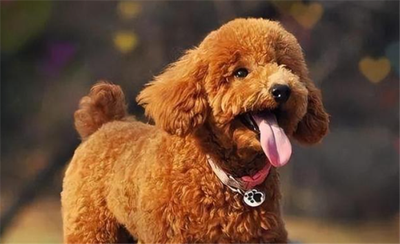 贵妇犬和泰迪有区别吗 贵妇犬和泰迪有区别吗