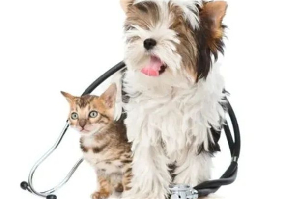 犬猫驱虫小知识 犬猫驱虫小知识