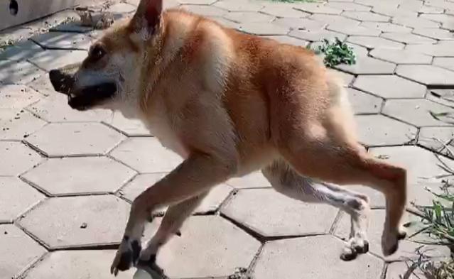 二箱狗是什么狗 二箱狗是什么狗