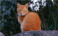 把猫丢在30公里外会回来吗