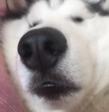 二哈睡得正香,接下来这一幕,让人笑到流鼻血! 二哈睡得正香,接下来这一幕,让人笑到流鼻血!