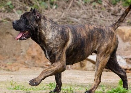 士佐犬能长多重