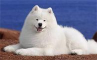 短腿小型田园犬
