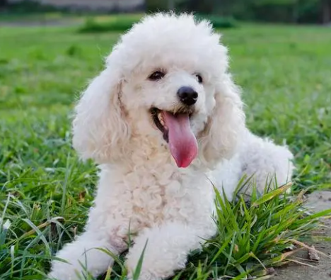 体味最小最干净的犬