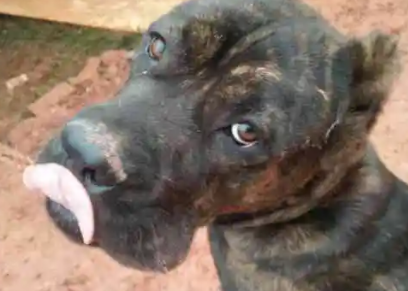 虎皮卡斯罗犬价格价位多少 虎皮卡斯罗犬价格价位多少