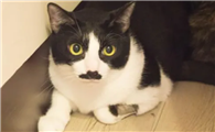 cat猫的发音